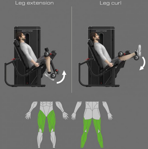 Bodytone Light Commercial Dual Leg Curl and Leg Extension machine with a person using it, showing muscle activation on a grey background.